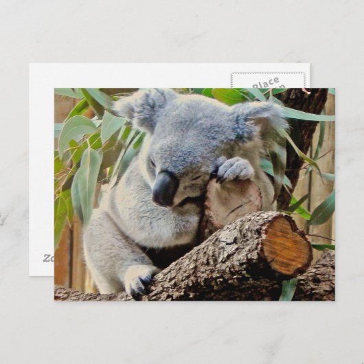 Carte Postale Ours Koala couché (Devant / Derrière)