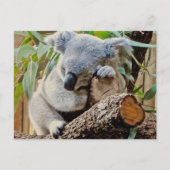 Carte Postale Ours Koala couché (Devant)