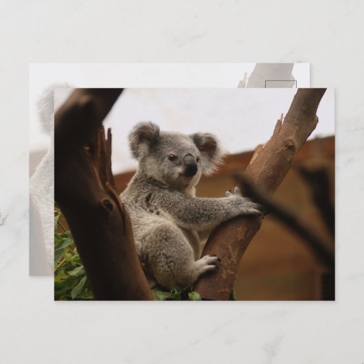 Carte Postale Ours Koala mignon reposant dans un arbre (Devant / Derrière)