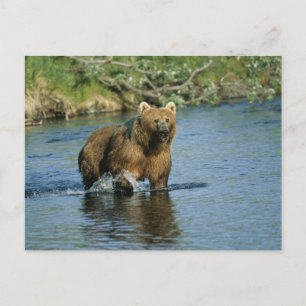 Carte Postale Ours Kodiak