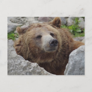 Carte Postale Ours Kodiak