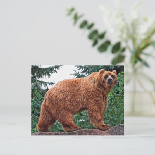 Carte Postale Ours Kodiak (Debout devant)