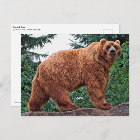 Carte Postale Ours Kodiak (Devant / Derrière)