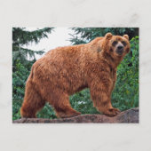 Carte Postale Ours Kodiak (Devant)