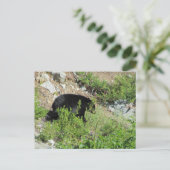 Carte Postale Ours noir (Debout devant)