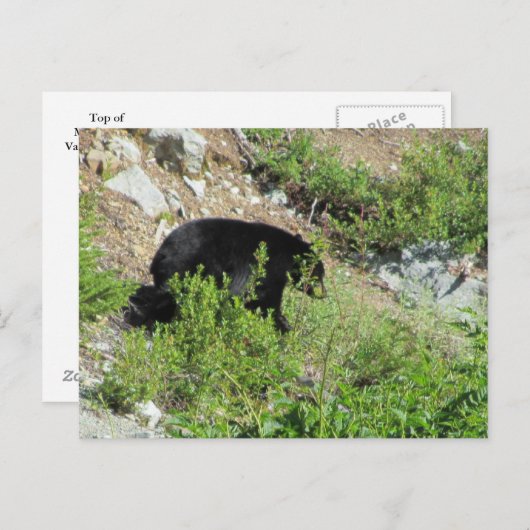 Carte Postale Ours noir (Devant / Derrière)