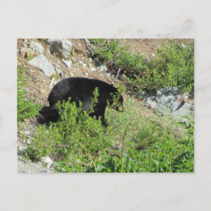 Carte Postale Ours noir