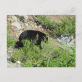 Carte Postale Ours noir (Devant)