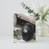 Carte Postale Ours noir (Debout devant)