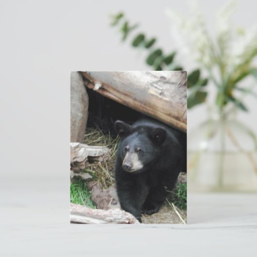 Carte Postale Ours noir (Debout devant)