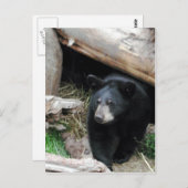 Carte Postale Ours noir (Devant / Derrière)