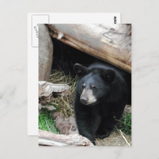 Carte Postale Ours noir (Devant / Derrière)