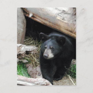 Carte Postale Ours noir