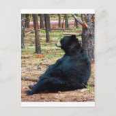 Carte Postale Ours noir (Devant)