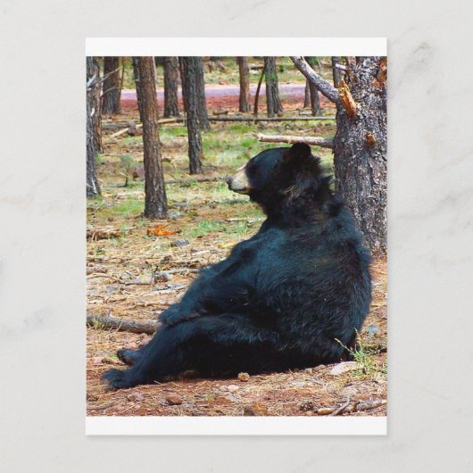 Carte Postale Ours noir (Devant)