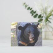 Carte Postale Ours noir (Debout devant)