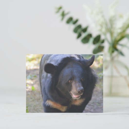 Carte Postale Ours noir (Debout devant)
