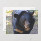 Carte Postale Ours noir (Devant / Derrière)