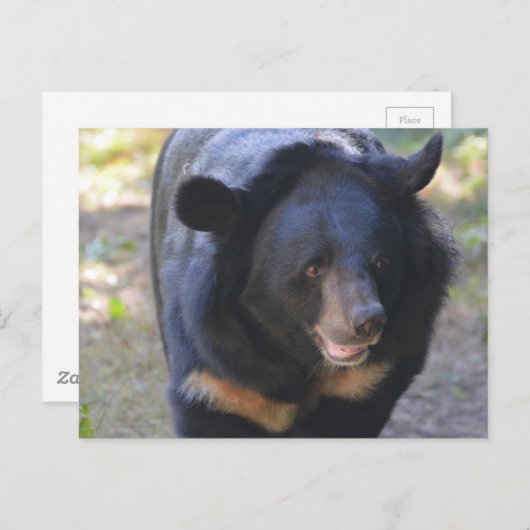 Carte Postale Ours noir (Devant / Derrière)