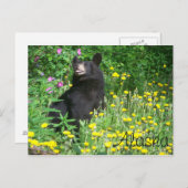 Carte postale Ours noir (Devant / Derrière)