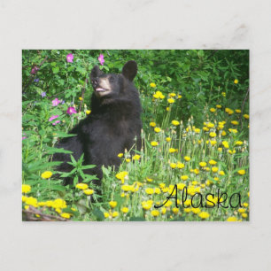 Carte postale Ours noir