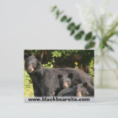 Carte Postale ours noir (Debout devant)