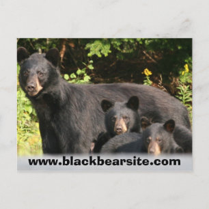 Carte Postale ours noir
