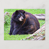 Carte Postale Ours (Noir) (Devant)
