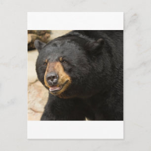 Carte Postale Ours noir