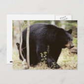 Carte Postale ours noir (Devant / Derrière)