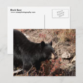 Carte Postale Ours noir (Devant / Derrière)