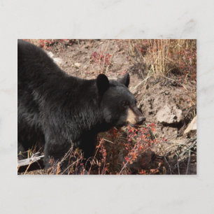Carte Postale Ours noir