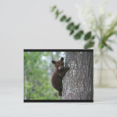 CARTE POSTALE OURS NOIR (Debout devant)