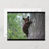 CARTE POSTALE OURS NOIR (Devant / Derrière)