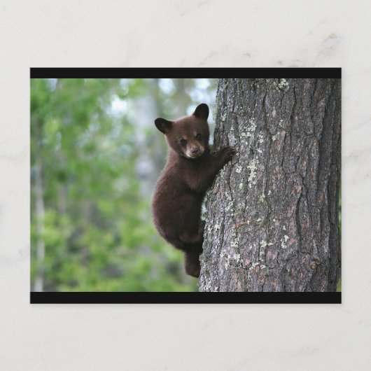 CARTE POSTALE OURS NOIR (Devant)