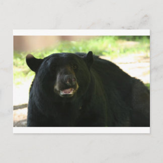 Carte Postale ours noir