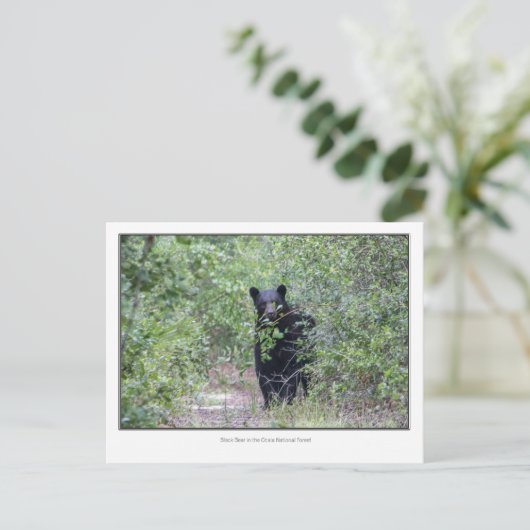 Carte Postale Ours noir (Debout devant)