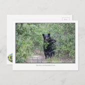 Carte Postale Ours noir (Devant / Derrière)