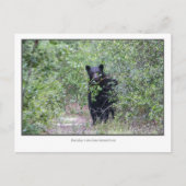 Carte Postale Ours noir (Devant)