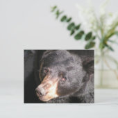 Carte postale Ours noir (Debout devant)