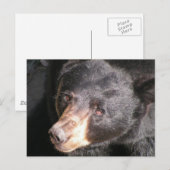 Carte postale Ours noir (Devant / Derrière)