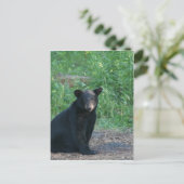 Carte Postale ours noir (Debout devant)