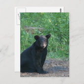 Carte Postale ours noir (Devant / Derrière)
