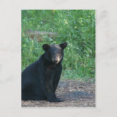 Carte Postale ours noir (Devant)