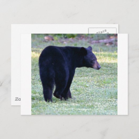 Carte Postale ours noir (Devant / Derrière)