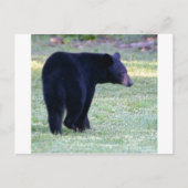 Carte Postale ours noir (Devant)