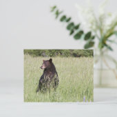 Carte postale Ours noir (Debout devant)