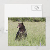 Carte postale Ours noir (Devant / Derrière)