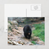 Carte Postale Ours noir américain (Devant / Derrière)
