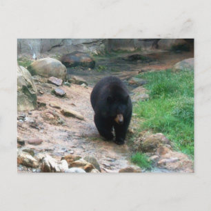 Carte Postale Ours noir américain